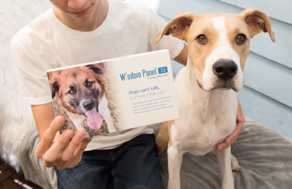 Dog DNA Kits Best Dog DNA Kits